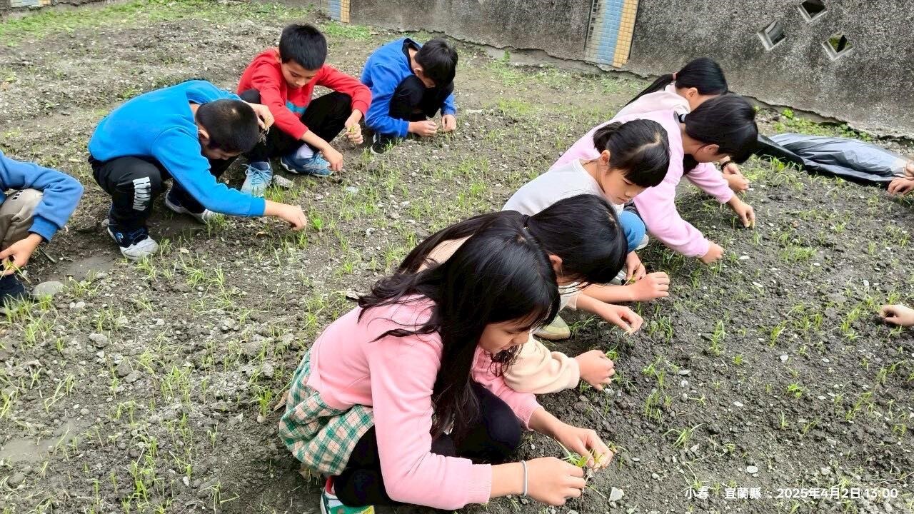 「原住民食農教育體驗探索」系列課程-小米田間管理 活動照片