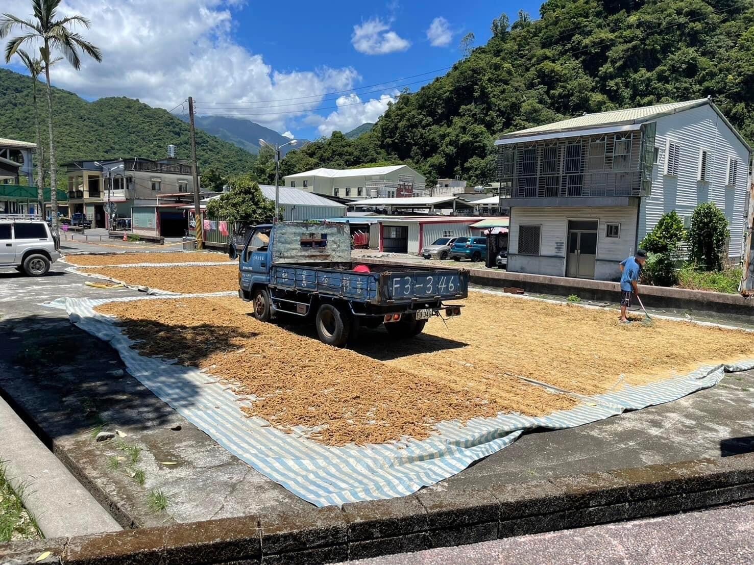 小米收穫處理與食品加工 活動照片