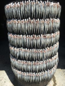 東岳部落烤飛魚參訪與製程輔導 活動照片