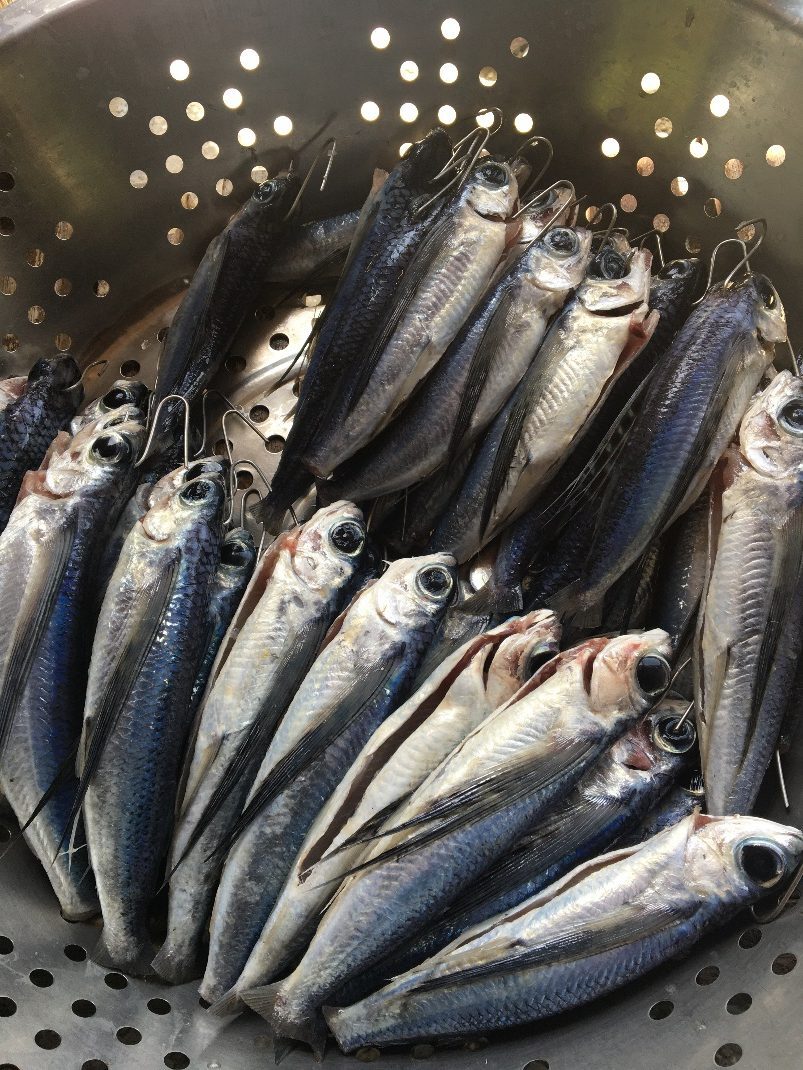 東岳部落烤飛魚參訪與製程輔導 活動照片