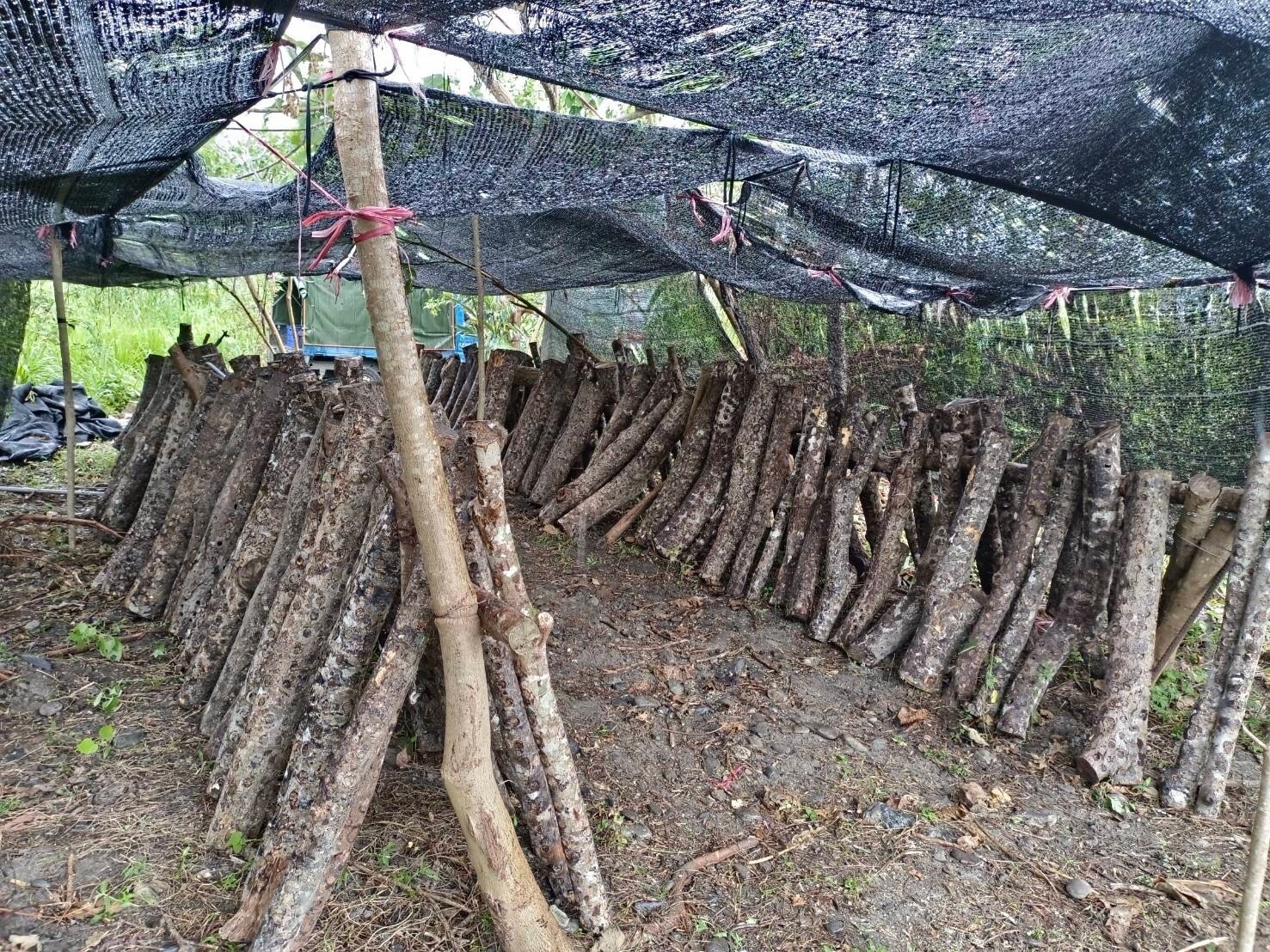 疏伐與修復建置 活動照片