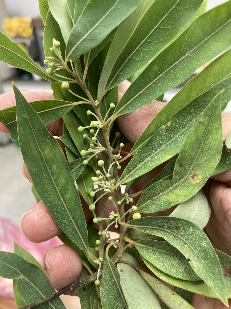 英士部落馬告高麗菜水餃開發 活動照片