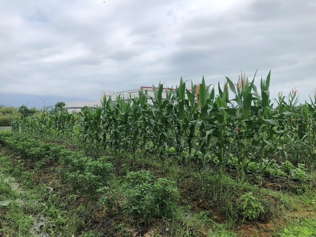 植物栽培技術-成果發表 活動照片