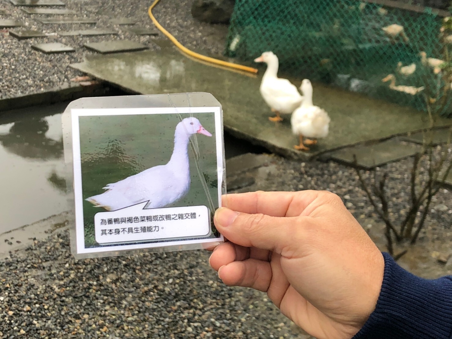 環境教育教學法與活動設計課程成果 活動照片