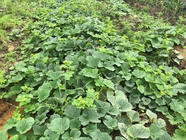 植物栽培技術-成果發表 活動照片