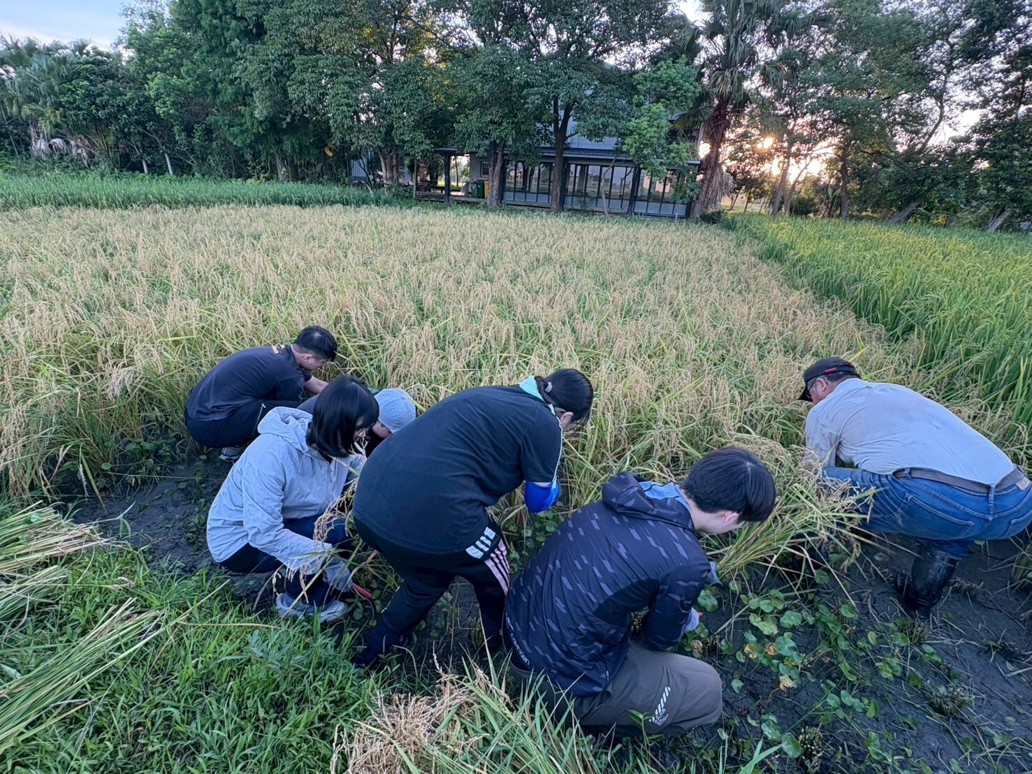 手割釀酒稻穗 活動照片