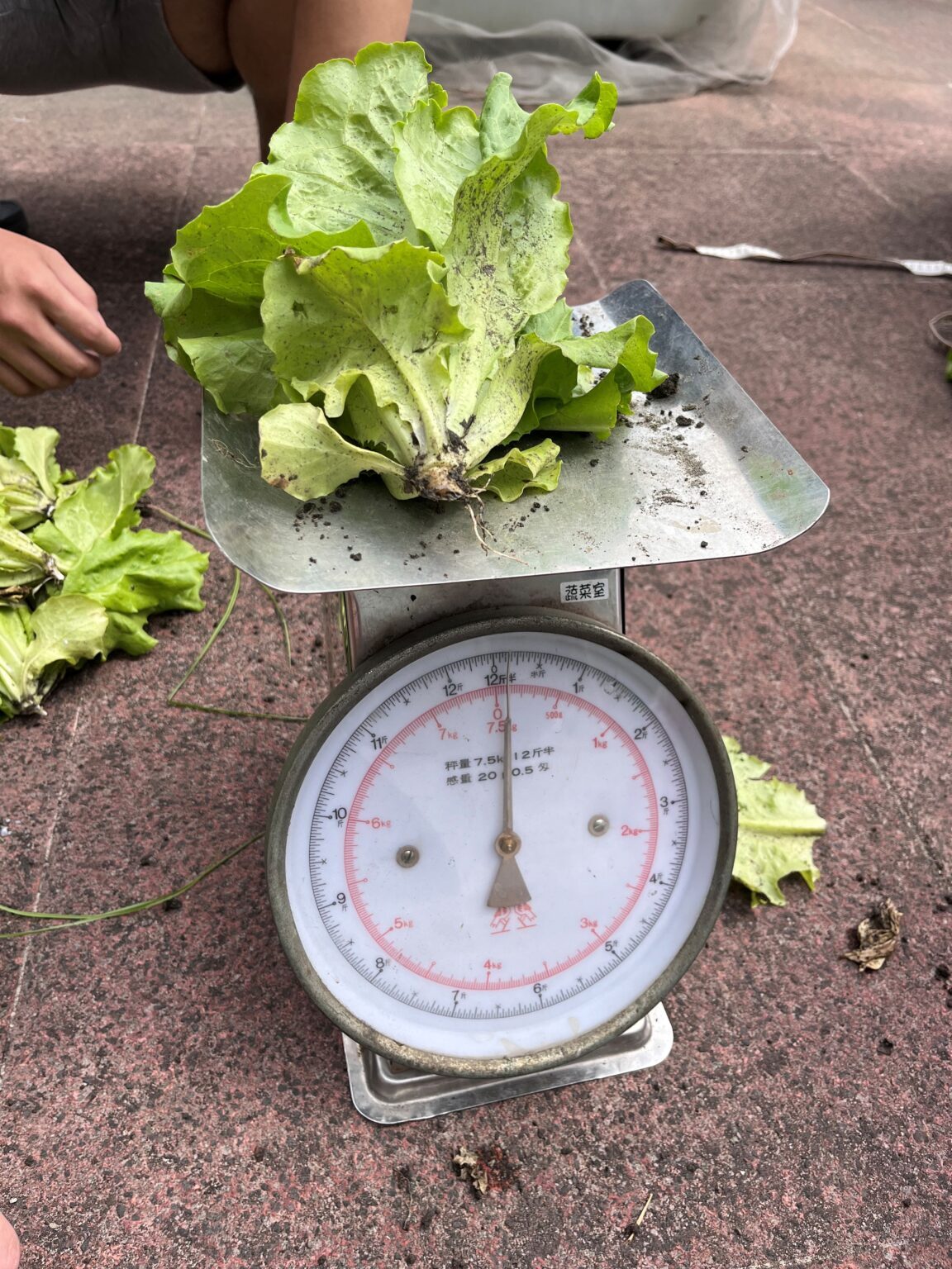 植物栽培技術期末成果 活動照片