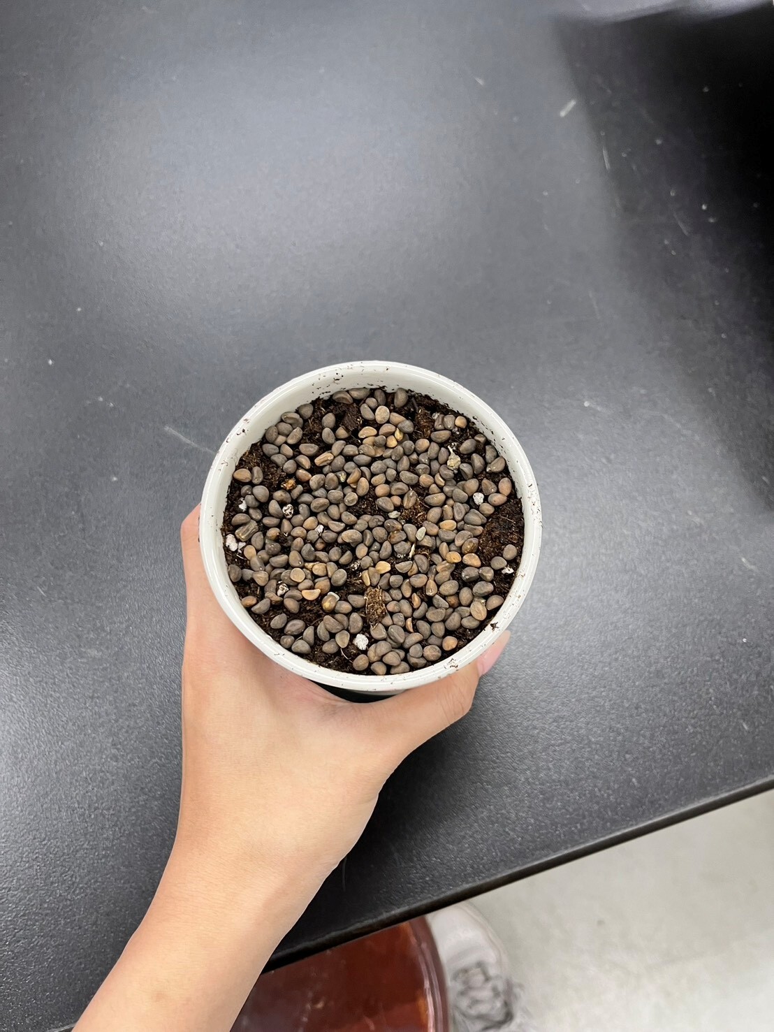 植物栽培技術期末成果 活動照片